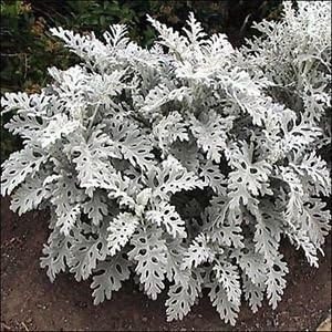 Gray Cineraria Dusty Flower seeds for Planting - Drought Tolerant, Heirloom & GMO Free Seeds for Home Garden
 
 Sale for planting in home garden