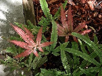 Dark Red Germany Rose Flower Seeds for Planting Heirloom NONGMO Easy to Grow Garden Blooms 
 
 Sale for planting in home garden