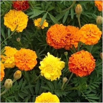 Mix Marigold Flower seeds for Planting - Fragrant Blossoms, Heirloom & GMO Free Seeds for Home Garden
 
 Sale for planting in home garden.