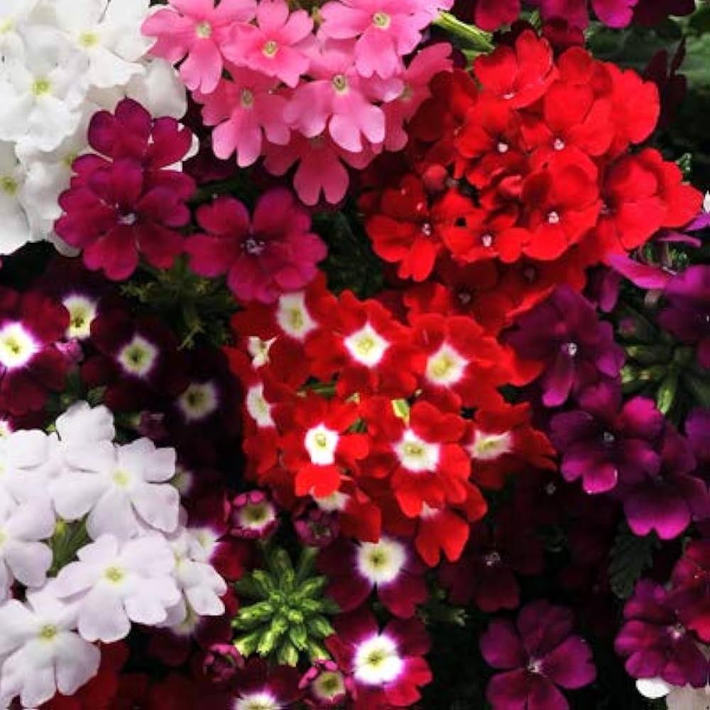 Verbena mixed colors flower seeds for planting