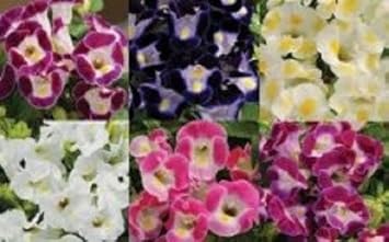 Mixed Torenia Flower seeds for Planting - Fragrant Blossoms, Heirloom & GMO Free Seeds for Home Garden
 
 Sale seeds for home garden