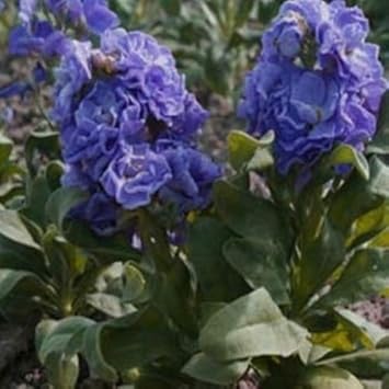 Blue Gilly Flower seeds for Planting - Drought Tolerant, Heirloom & GMO Free Seeds for Home Garden
 
 Sale for planting in home garden.