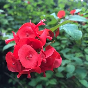 Heirloom Holmskioldia Flower seeds for Planting Cut Flower Favorite Heirloom & GMO Free Seeds for Home Garden 
 
 Sale for planting in home garden