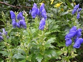 Blue Aconitum Carmichaelii Seeds For Planting - Stunning Perennial Flower