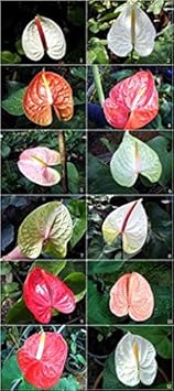 Dark Violet Bougainvillea Flower Seeds for Planting – Hardy Variety Heirloom & NonGMO Seeds for Home Garden
 
 Sale for planting in home garden