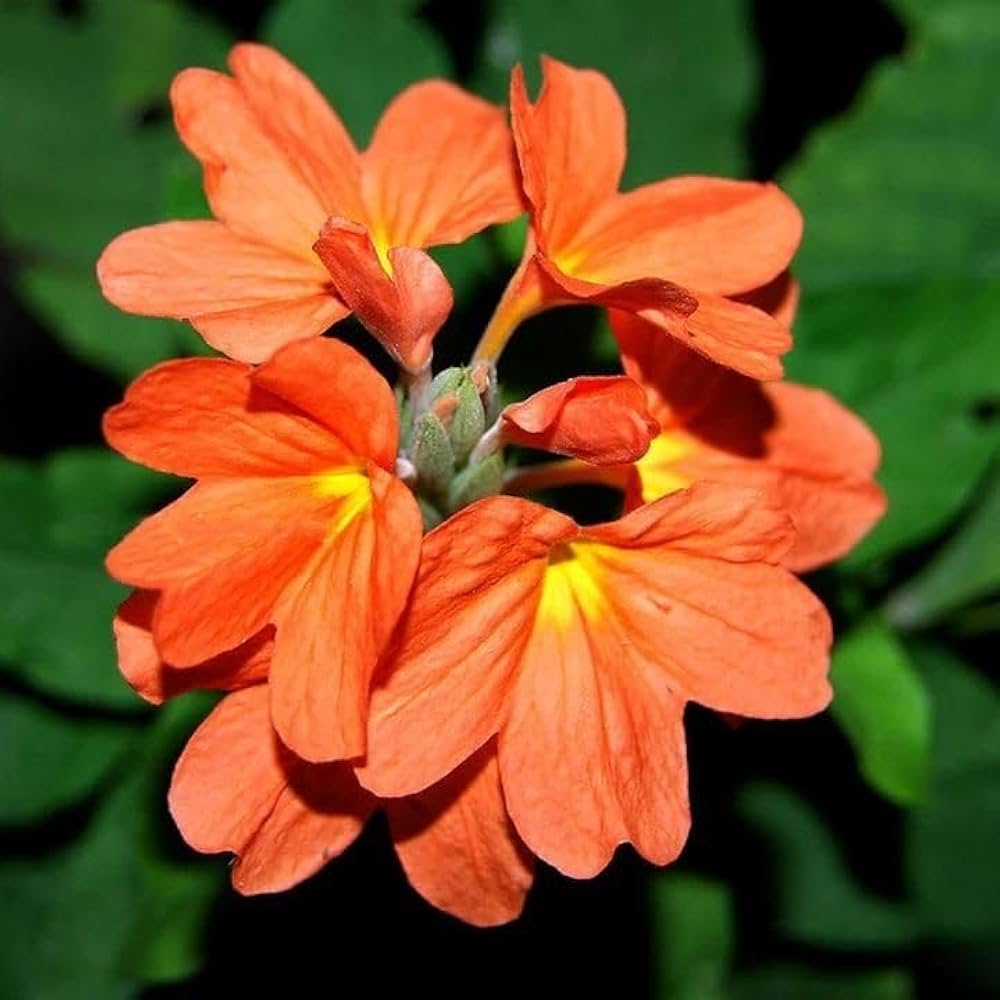 Crossandra Crossandra infundibuliformis for planting in shaded garden