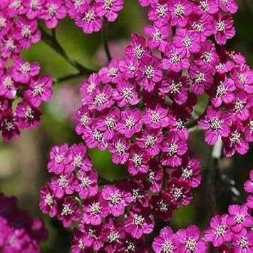 Pink Cerise Flower seeds for Planting - Cottage Garden Essential, Heirloom & GMO Free Seeds for Home Garden
 
 Sale seeds for planting in home garden