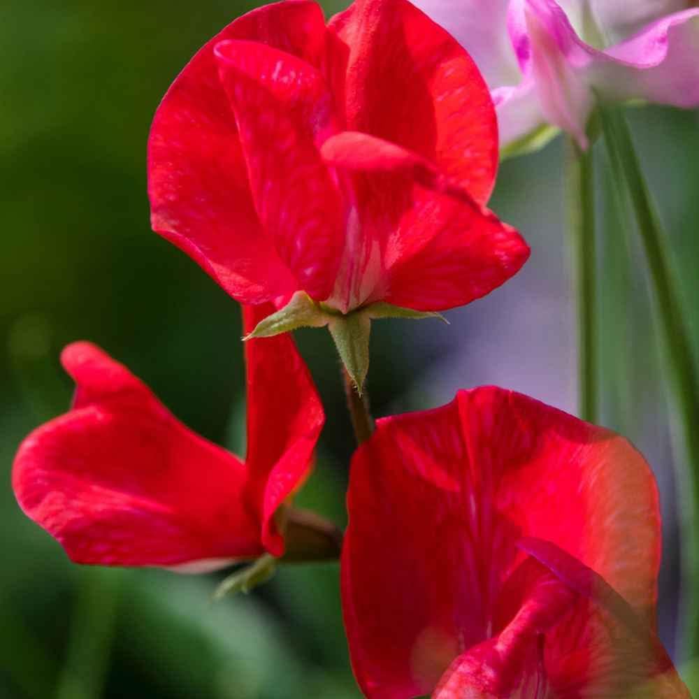 Sweet Pea Flower Planting In Deep Red - Seeds For Vibrant Blooms And Enchanting Garden Beauty