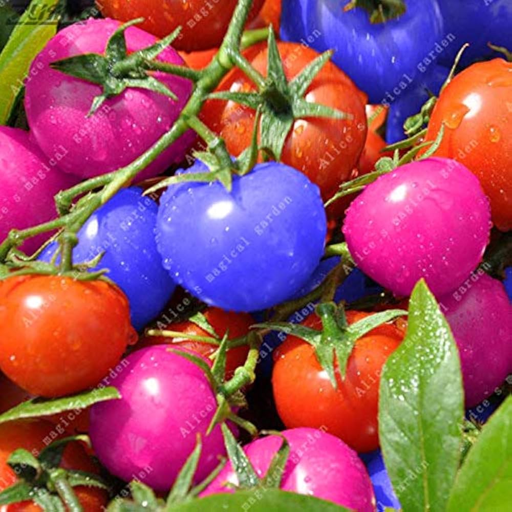 Blue Berries Tomato Seeds for Unique, Colorful Garden Tomatoes