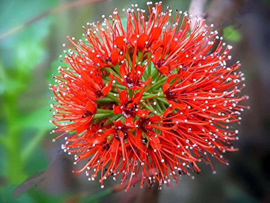 Red Greyia Sutherlandii Flower seeds for Planting - Long Bloom Season, Heirloom & GMO Free Seeds for Home Garden
 
 Sale for planting in home garden.