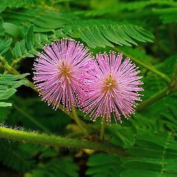 Heirloom Mimosa Flower seeds for Planting Colorful Display Heirloom & GMO Free Seeds for Home Garden 
 
 Sale for planting in home garden