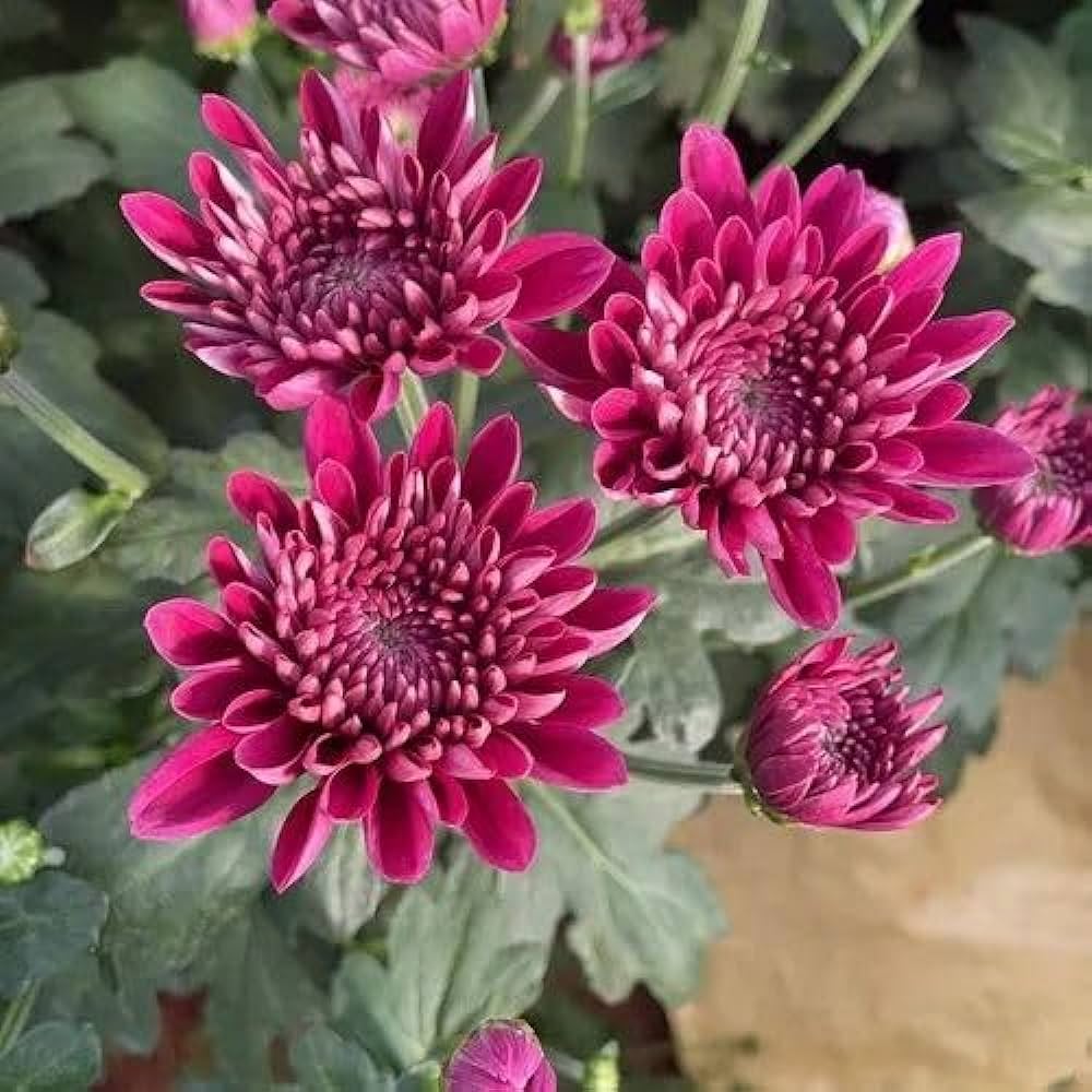 Chrysanthemum Flower Seeds For Vibrant Fall Planting