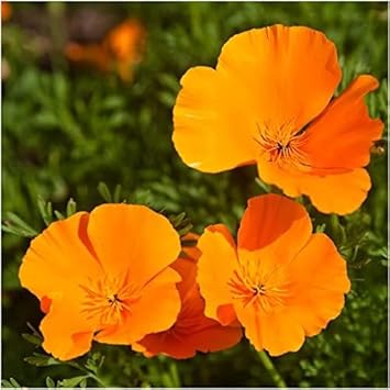 Orange Eschscholtzia Jardim Flower Seeds Flower seeds for Planting Fragrant Blossoms Heirloom & GMO Free Seeds for Home Garden 
 
 Sale for planting in home garden
