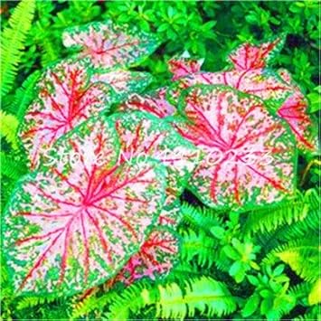 Caladium Bicolor Green Mix Seeds - Perfect For Planting Plant Seeds