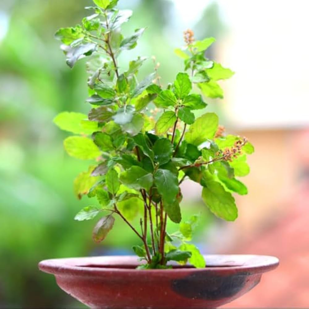 Aromatic Basil Seeds