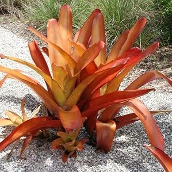 Orange Bromeliad Tillandsia Bulbosa Flower seeds for Planting - Cut Flower Favorite, Heirloom & GMO Free Seeds for Home Garden
 
 Sale seeds for home garden