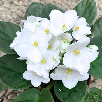 White African Violet Flower Seeds For Exotic Ground Cover Planting