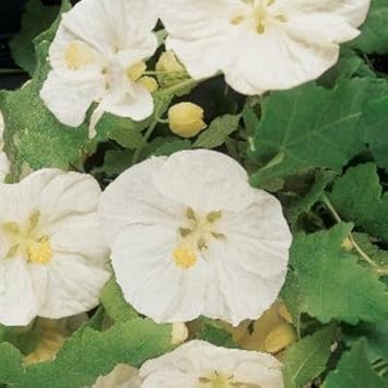 White Lovely Abutilon Flower Seeds For Easy Planting