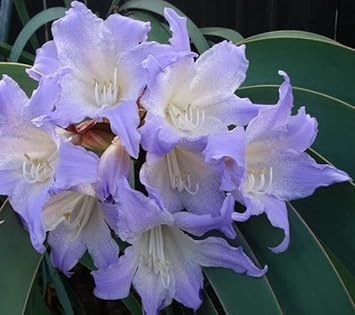 White Blue Hippeastrum Flower seeds for Planting - Bright Blooms, Heirloom & GMO Free Seeds for Home Garden
 
 Sale for planting in home garden.