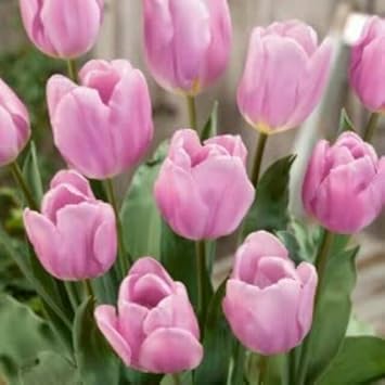 Tulip Flower seeds for Planting Pollinator Friendly Heirloom & GMO Free Seeds for Home Garden 
 
 Sale for planting in home garden