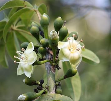 Pentandra Flower seeds for Planting - Cut Flower Favorite, Heirloom & GMO Free Seeds for Home Garden
 
 Sale seeds for planting in home garden