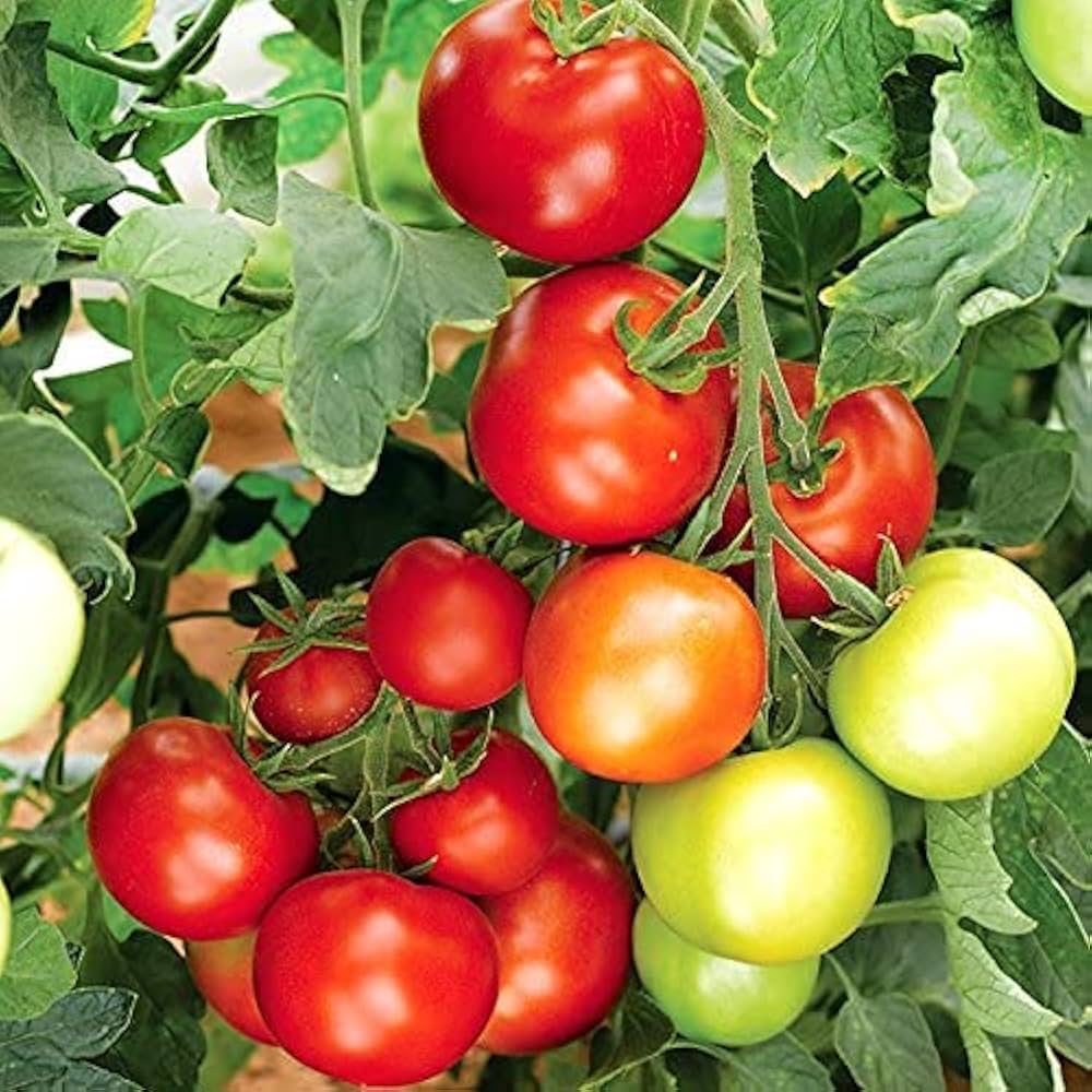 Kelloggs Tomato Solanum lycopersicum for planting in vegetable patch