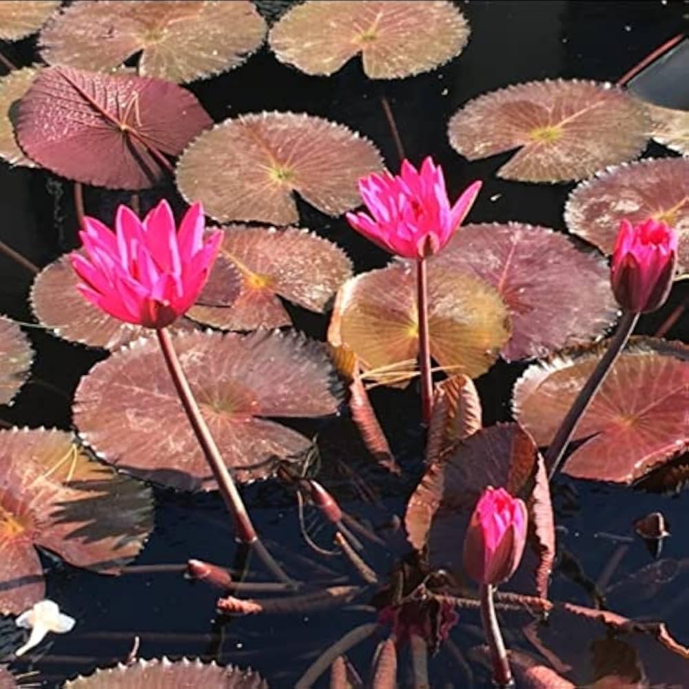 Red Tropical Water Lily Seeds for Vibrant Pond or Water Garden Blooms