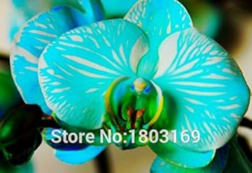 Blue Phalaenopsis Orchid Flower seeds for Planting - Sun Loving, Heirloom & GMO Free Seeds for Home Garden
 
 Sale for planting in home garden