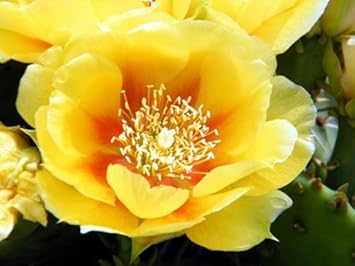 Yellow Opuntia Plant Seeds Planting