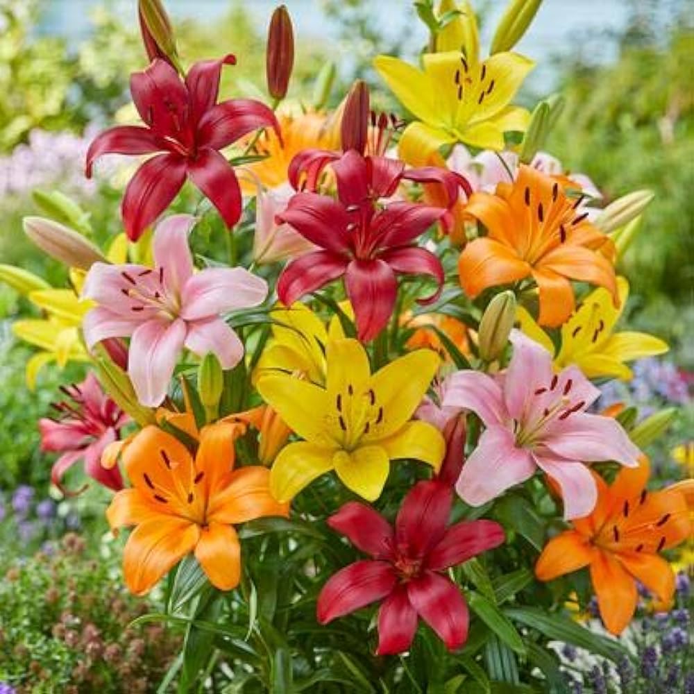 Bright Blooms Flower Seeds For Planting