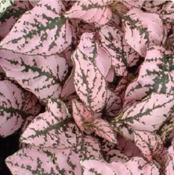 Pink Hypoestes Splash Flower seeds for Planting - Fragrant Blossoms, Heirloom & GMO Free Seeds for Home Garden
 
 Sale for planting in home garden.