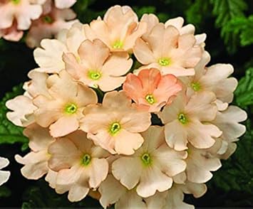 Deep Red Phalaenopsis Orchid Flower Seeds for Planting Premium Quality Heirloom & GMO Free Seeds for Home Garden
 
 Sale for planting in home garden