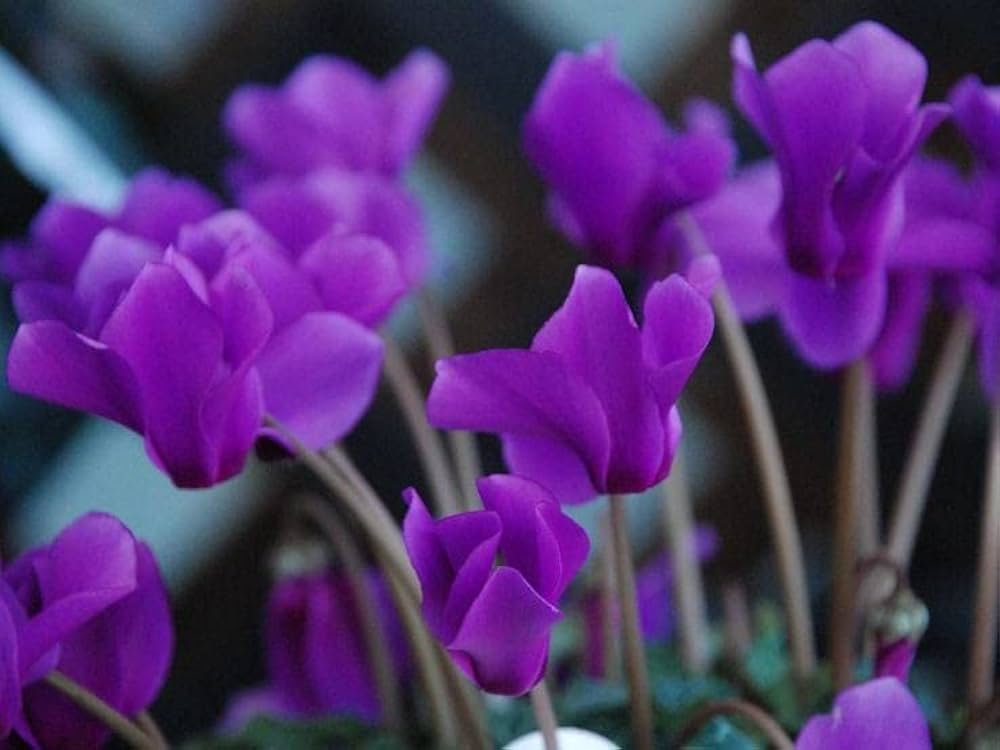 Purple Cyclamen Flower seeds for Planting - Long Bloom Season, Heirloom & GMO Free Seeds for Home Garden
 
 Sale for planting in home garden.
