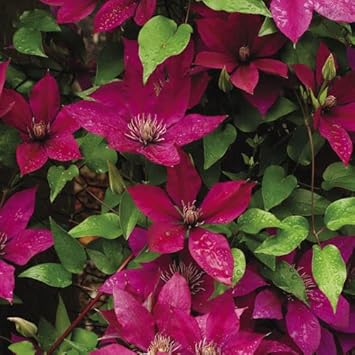 Deep Purple Clematis Flower seeds for Planting - Cottage Garden Essential, Heirloom & GMO Free Seeds for Home Garden
 
 Sale for planting in home garden