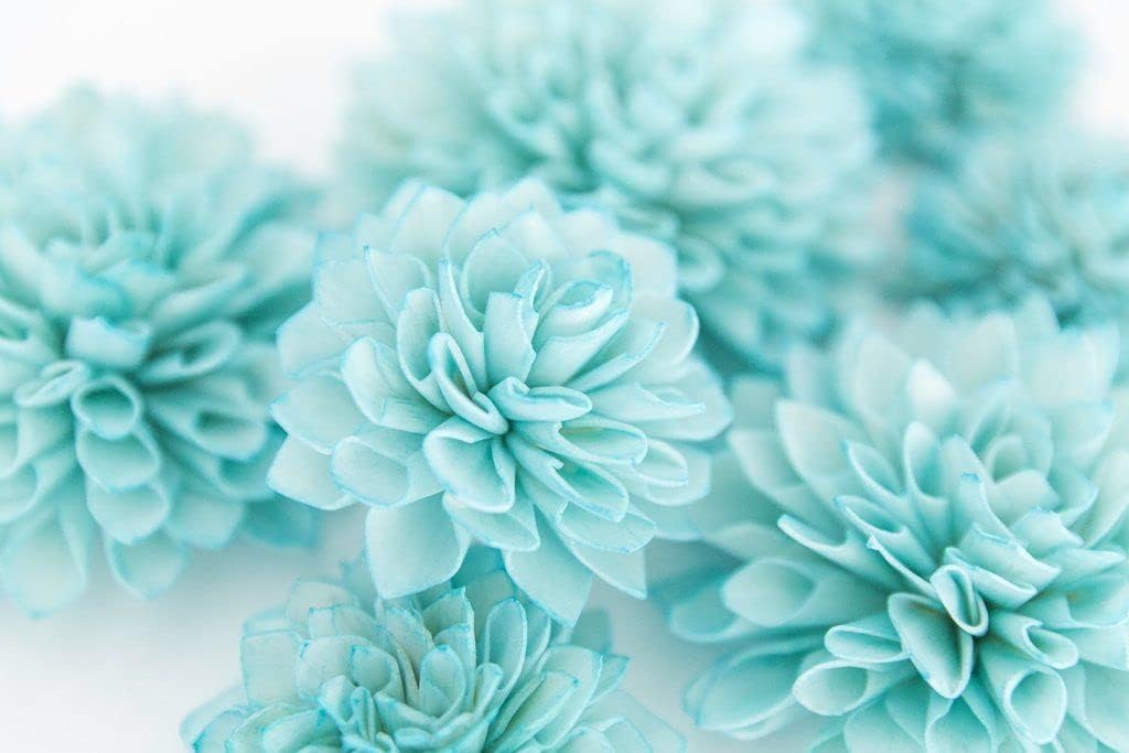 Sky Blue White Chrysanthemum Flower seeds for Planting - Wildflower Mix, Heirloom & GMO Free Seeds for Home Garden
 
 Sale seeds for planting in home garden