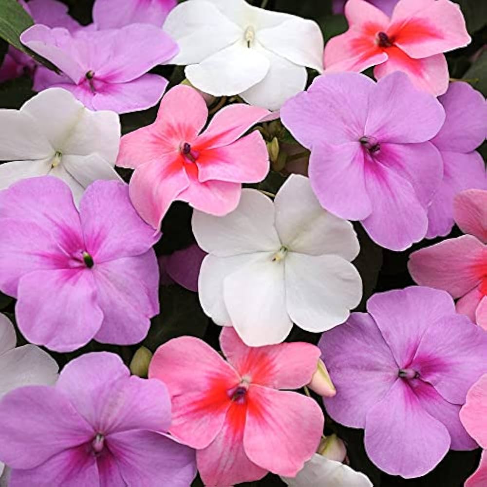 Pink Impatiens Impatiens walleriana for planting in shaded garden