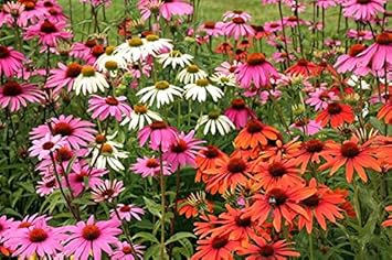 Mixed ConeFlower seeds for Planting - Low Maintenance, Heirloom & GMO Free Seeds for Home Garden
 
 Sale for planting in home garden.
