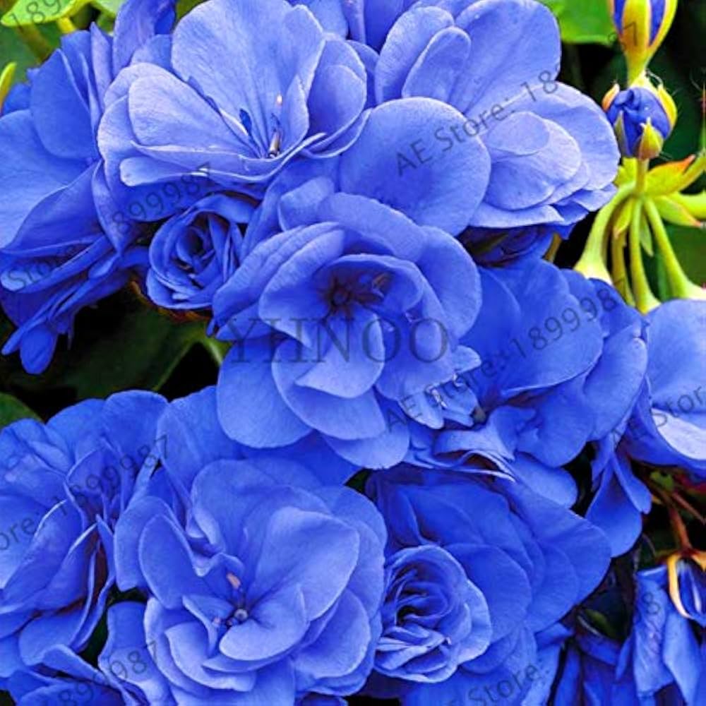 Vibrant Blue Pelargonium Flower Seeds For Striking Planting Displays