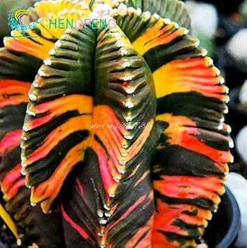 Mixed Aztekium Valdezii Flower seeds for Planting - Fragrant Blossoms, Heirloom & GMO Free Seeds for Home Garden
 
 Sale for planting in home garden