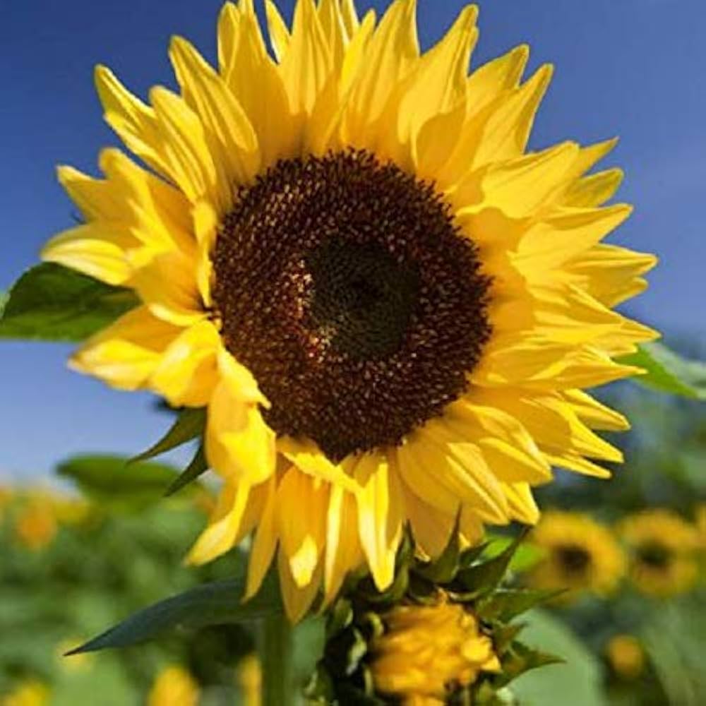 Giant Sunflower Seeds for massive yellow blooms