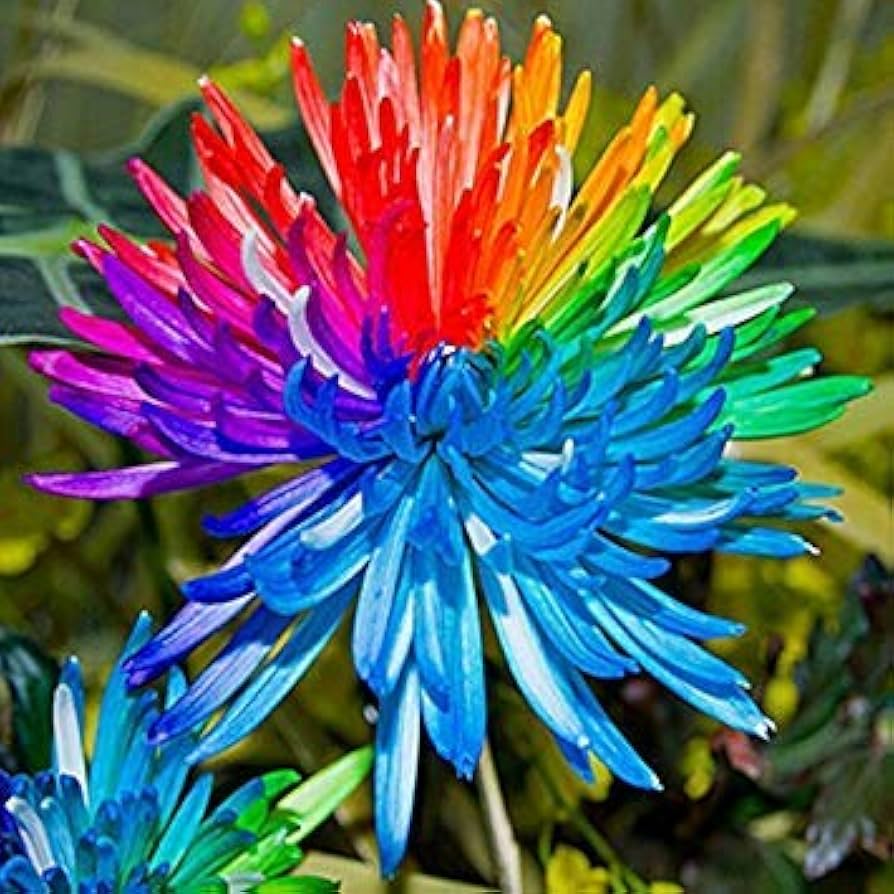 Rainbow Chrysanthemum Chrysanthemum indicum for planting in urban garden