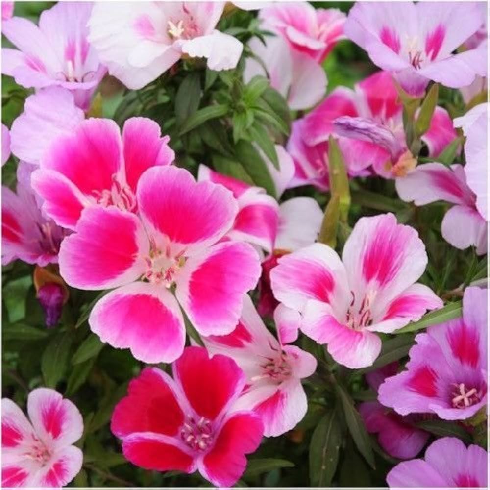 Clarkia Catley Seeds for planting in flower bed
