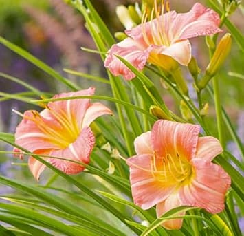 Light Purple Tulip Flower Seeds for Planting Garden Favorite Heirloom & GMO Free Seeds for Home Garden
 
 Sale for planting in home garden