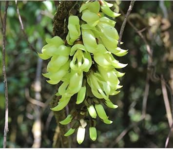 Deep Yellow Tulip Flower Seeds for Planting Compact Growth Heirloom & GMO Free Seeds for Home Garden
 
 Sale for planting in home garden