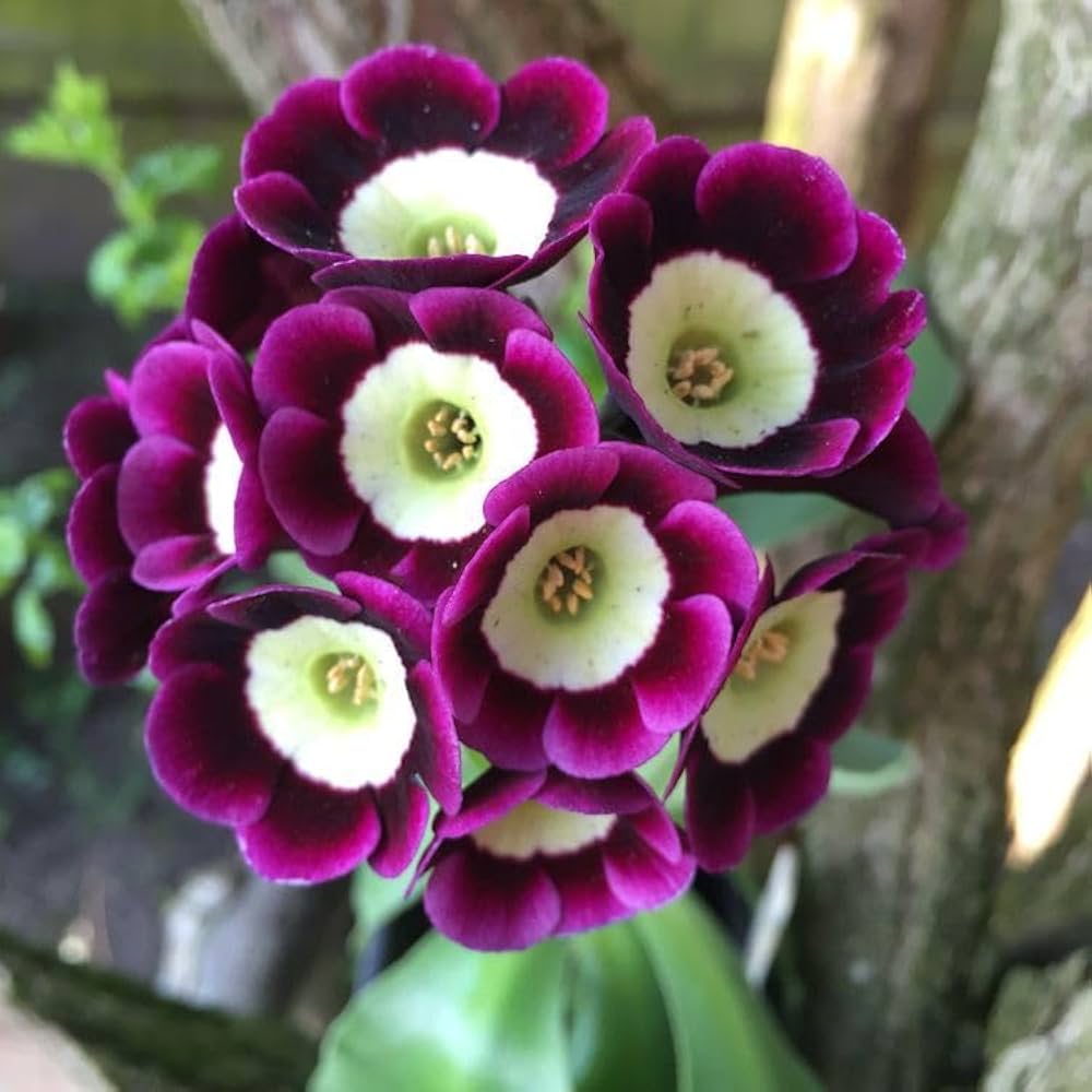 Rot-violette Primel-Blumensamen zum Einpflanzen für kräftige Blüten im Garten, perfekt für farbenfrohen Charme.