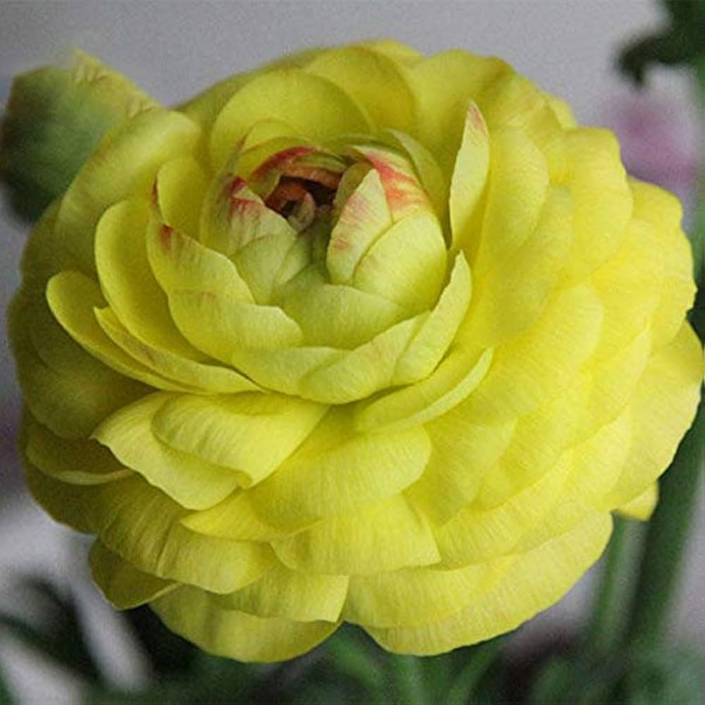 Ranunculus Asiaticus Ranunculus asiaticus for planting in flower bed.
