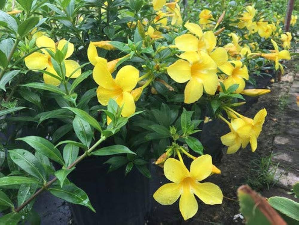 Malve Golden Yellow for planting in flower bed
