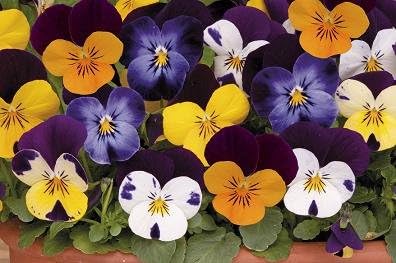 Viola Sorbet XP Rosa Halo seeds for pink and white flowers