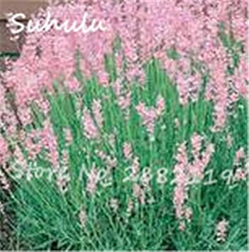 Pink Lavender Flower seeds for Planting Pollinator Friendly Heirloom & GMO Free Seeds for Home Garden
 
 Sale seeds for home garden planting