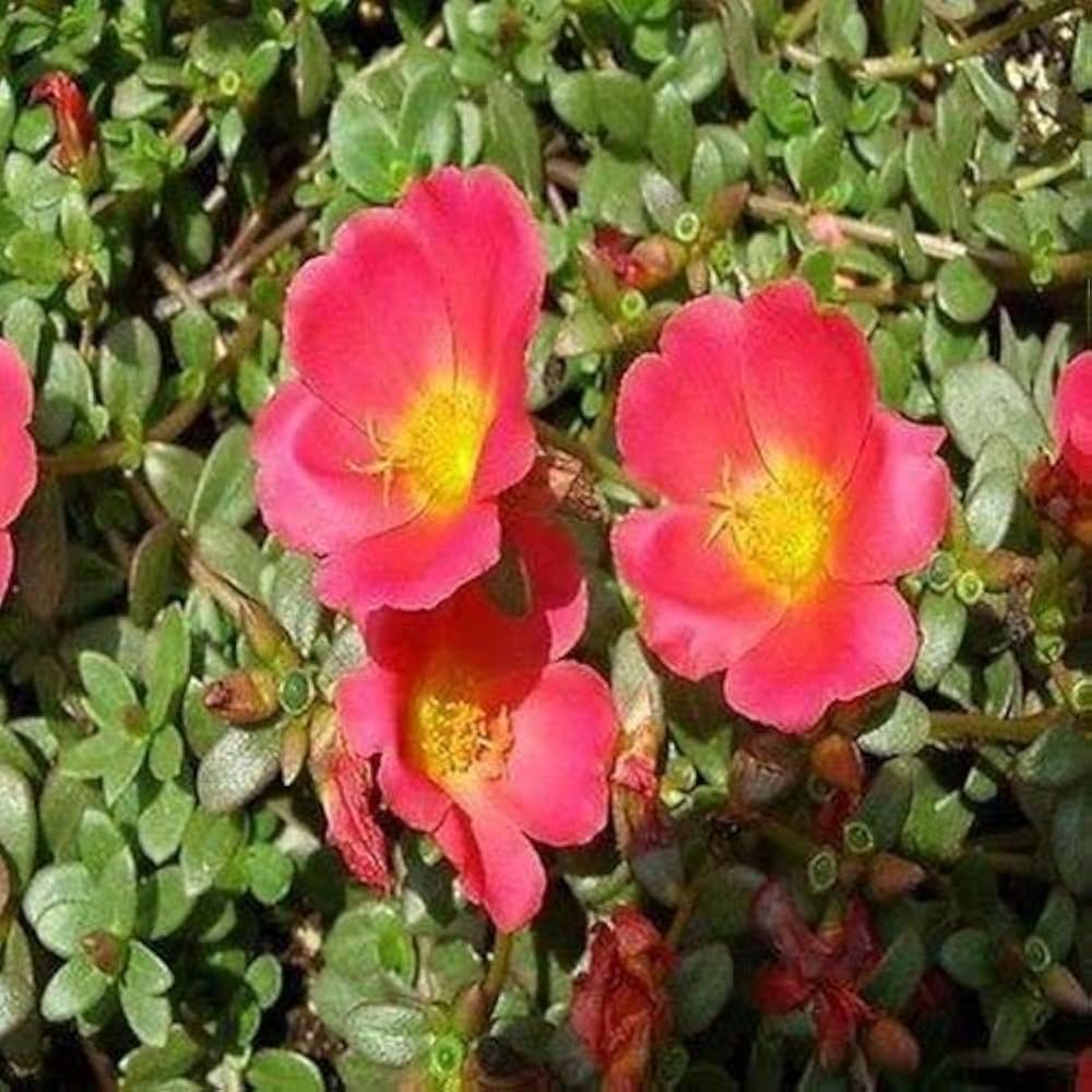 Portulak Rock Ruby Tuesday seeds for colorful greens